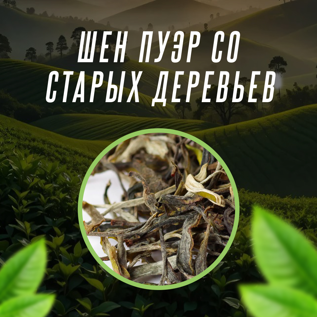 Шен Пуэр